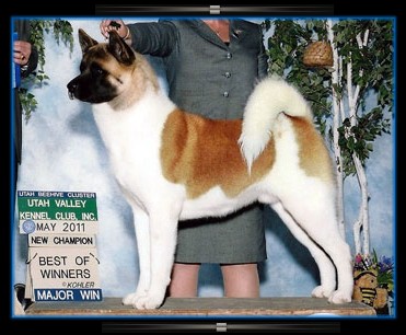 http://www.shirakhanakitas.com/RickyBobby-Breeding.jpg